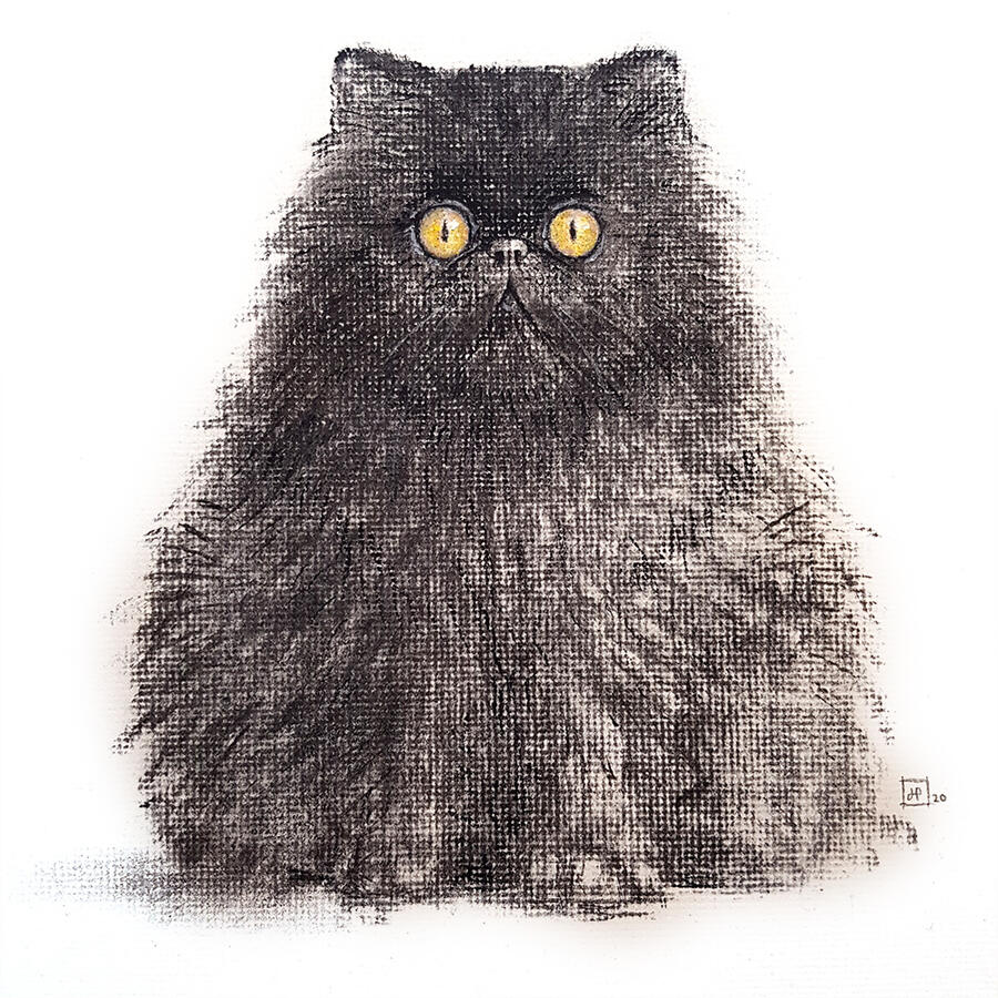Sooty, the Charcoal Cat